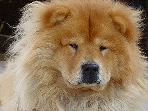 cow-chow-150.jpg