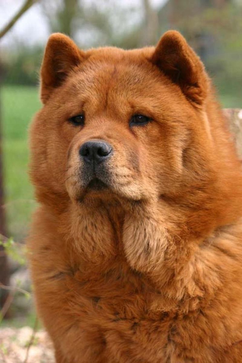 cow-chow-161.jpg