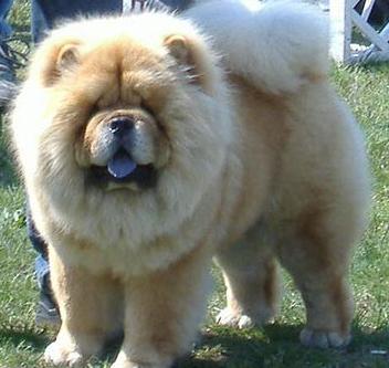 cow-chow-165.jpg