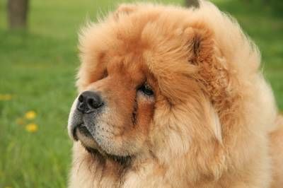 cow-chow-180.jpg