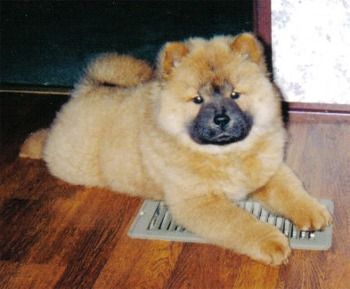 cow-chow-183.jpg