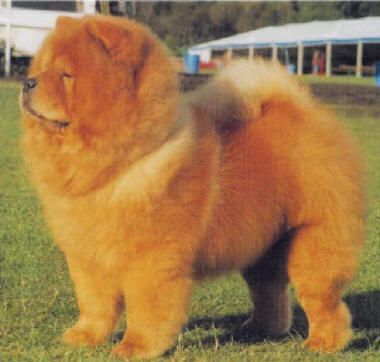 cow-chow-200.jpg