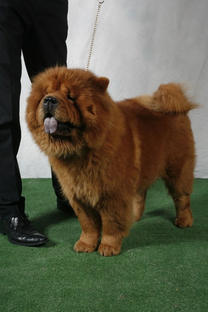 cow-chow-241.jpg