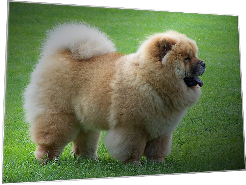 cow-chow-298989009.png