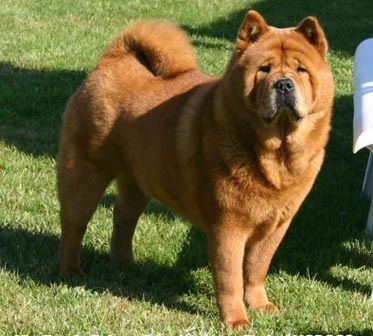 cow-chow-314.jpg