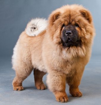 cow-chow-3289909090.jpg