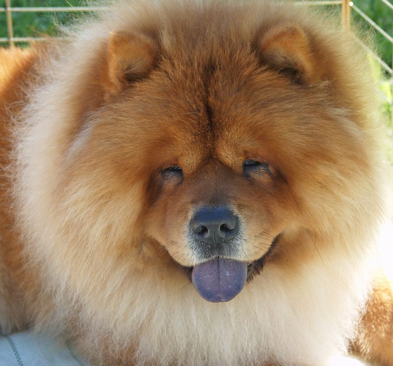 cow-chow-3298988998097.jpg