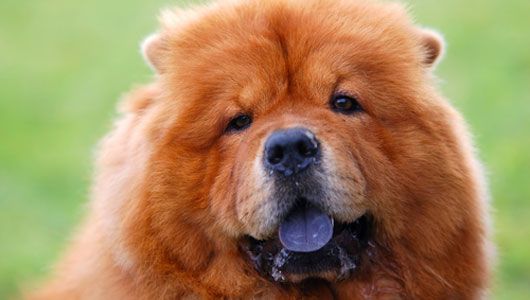 cow-chow-33989809901.jpg