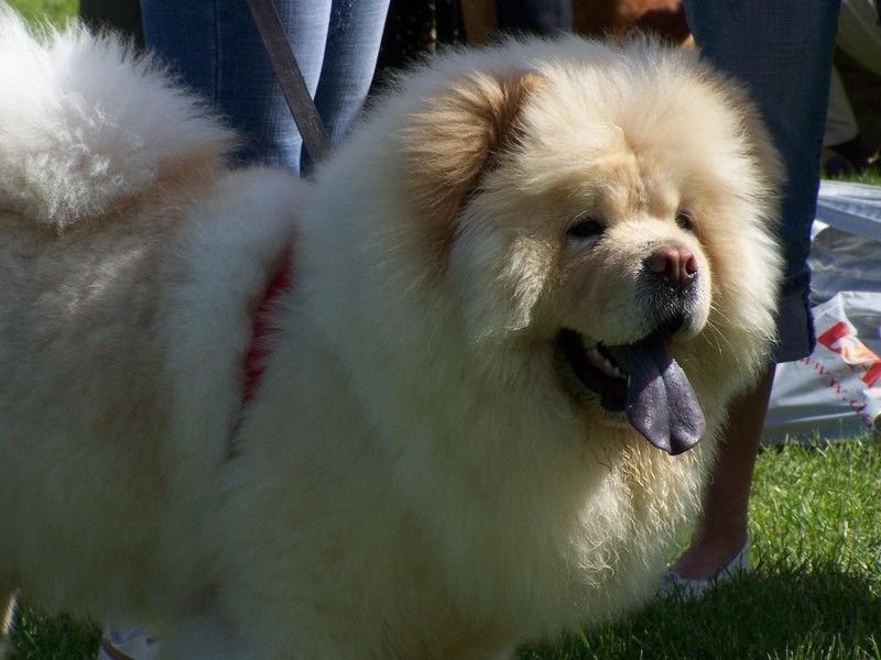 cow-chow-35445476729.jpg