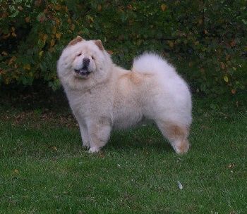 cow-chow-364.jpg