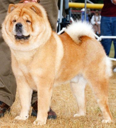 cow-chow-369.jpg