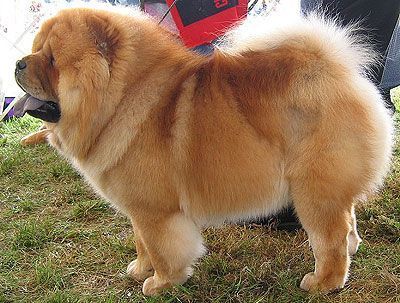 cow-chow-380.jpg