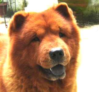 cow-chow-383.jpg