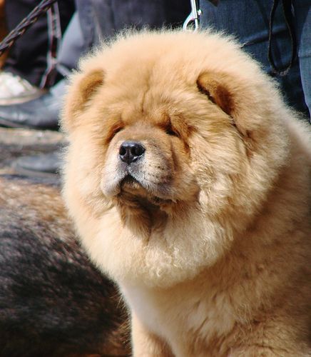 cow-chow-389.jpg