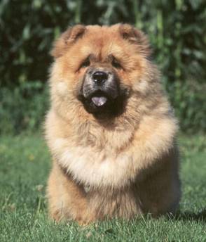 cow-chow-394.jpg