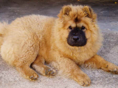 cow-chow-451.jpg