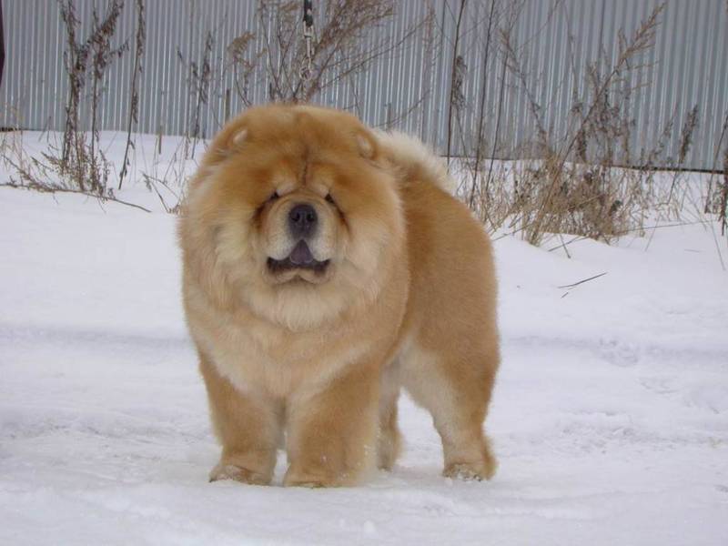 cow-chow-54.jpg