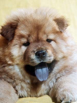 cow-chow-80.jpg