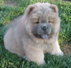 cow-chow-81.jpg