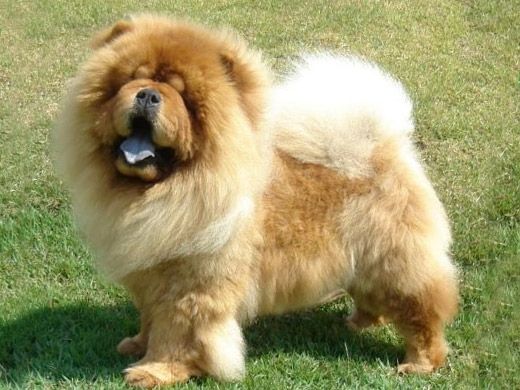 cow-chow-84.jpg