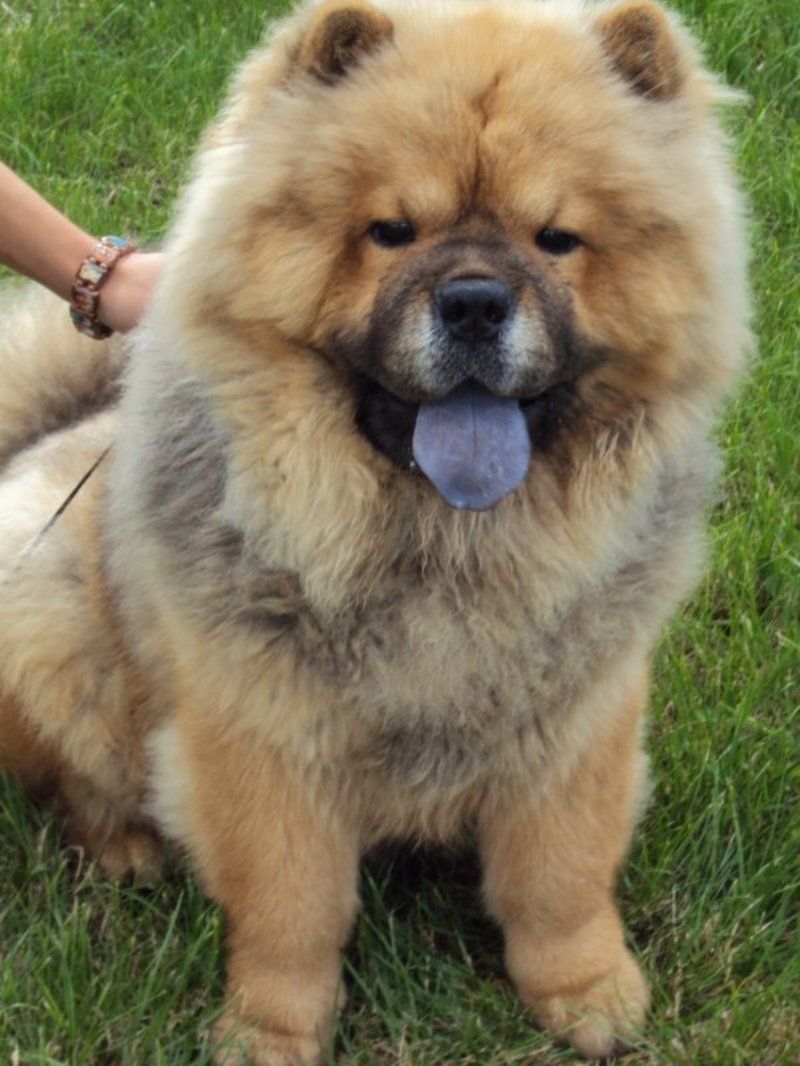 cow-chow-89.jpg