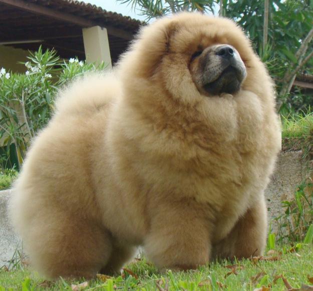 cow-chow-97.jpg