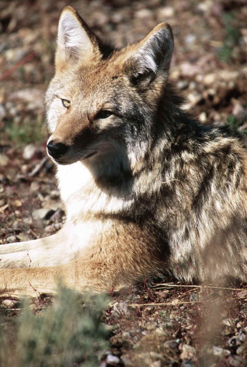 coyote-005.jpg