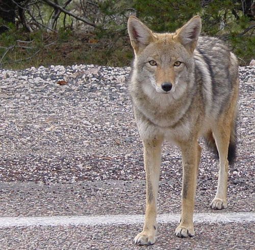 coyote-2.jpg