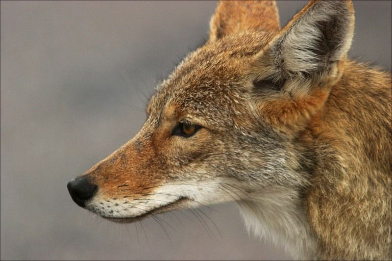 coyote-245.jpg