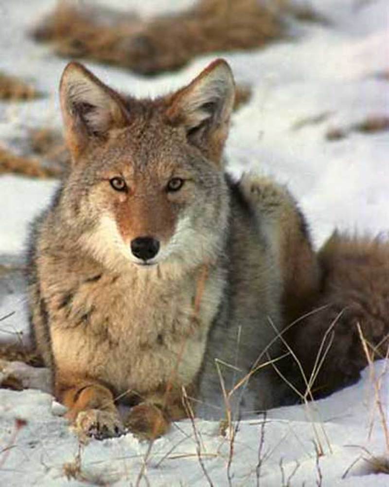 coyote-5005.jpg