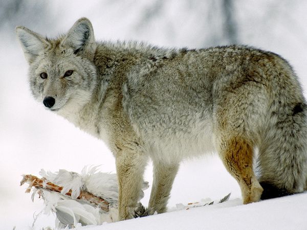 coyote-glancing_510_600x450.jpg