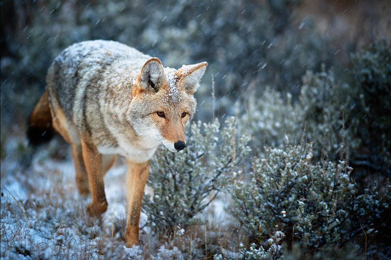 coyote-in-snow-copy.jpg