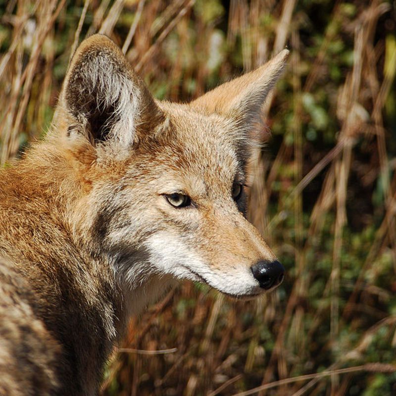 coyote-photobymattknothwc.jpg