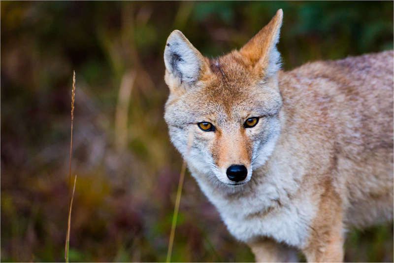 coyote-portrait-c2a9-christopher-martin-9591.jpg