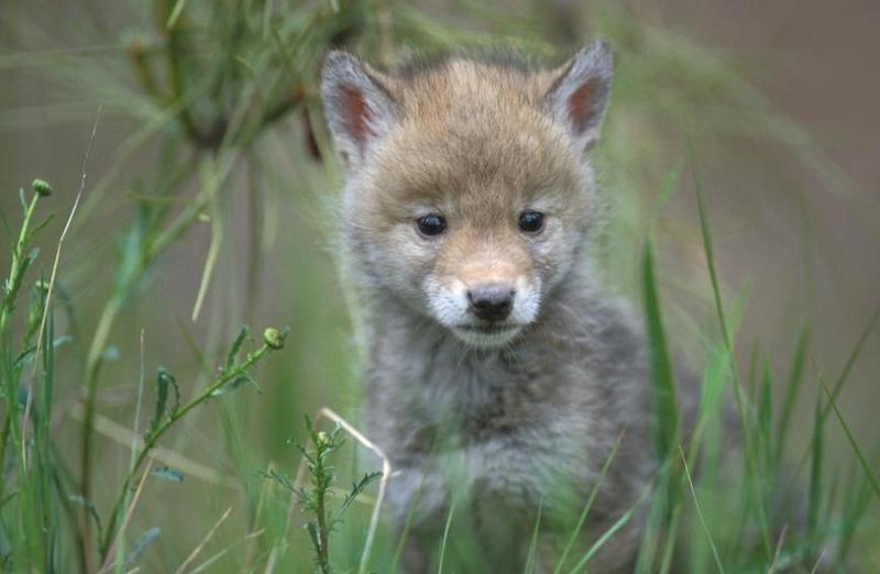 coyote-pup1.jpg