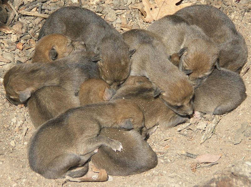 coyote-pups-c-LCFPD.jpg