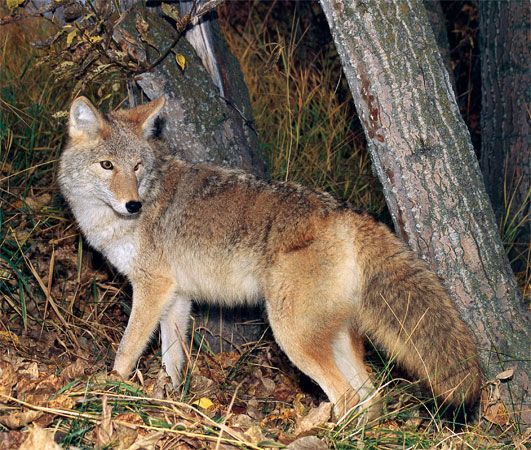 coyote005-004.jpg