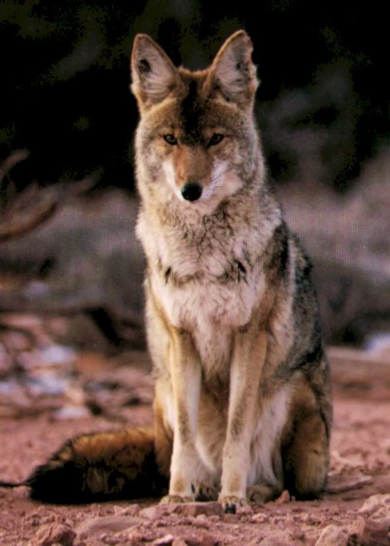 coyote089.jpg