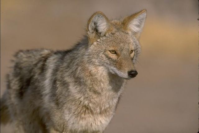 coyote09.jpg