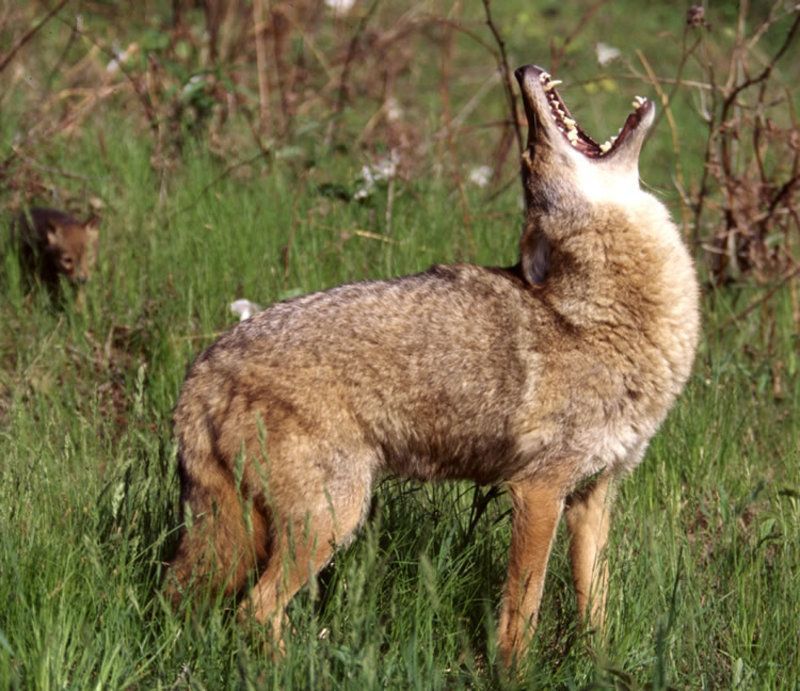 coyote1.jpg