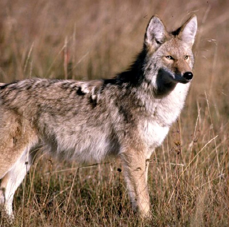 coyote267.jpg