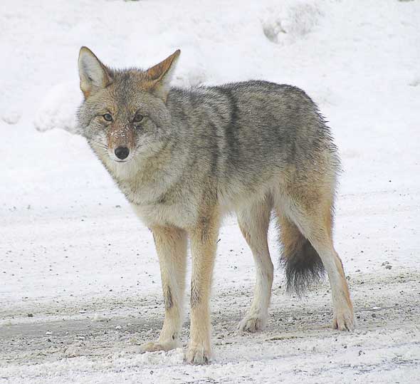 coyote34.jpg