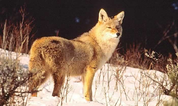 coyote543.jpg