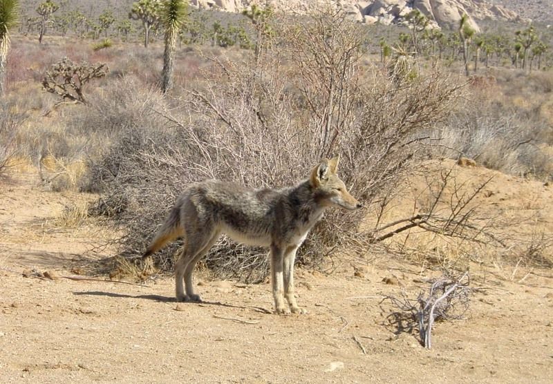 coyote67.jpg