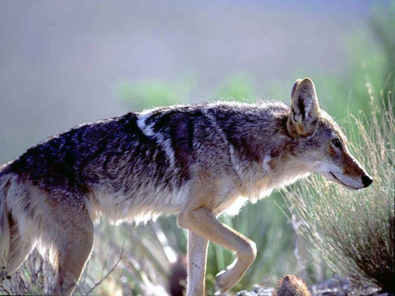 coyote76677.jpg