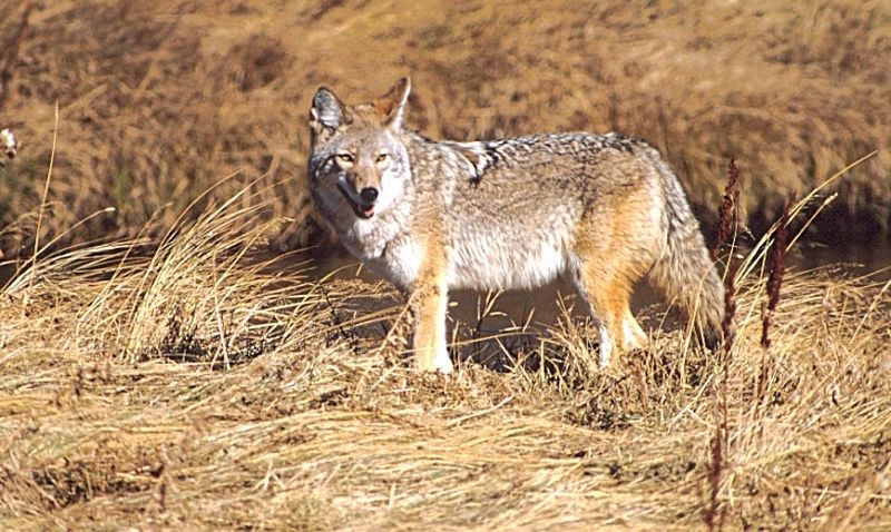 coyote87.jpg