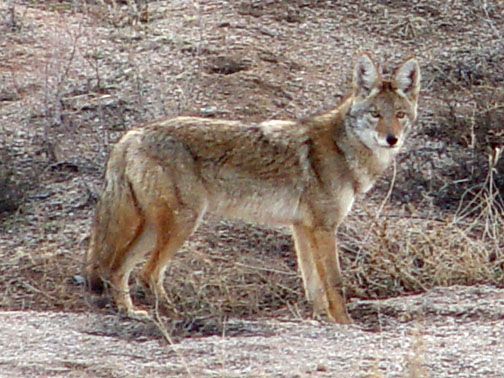 coyote@WSMR-3-mw.jpg