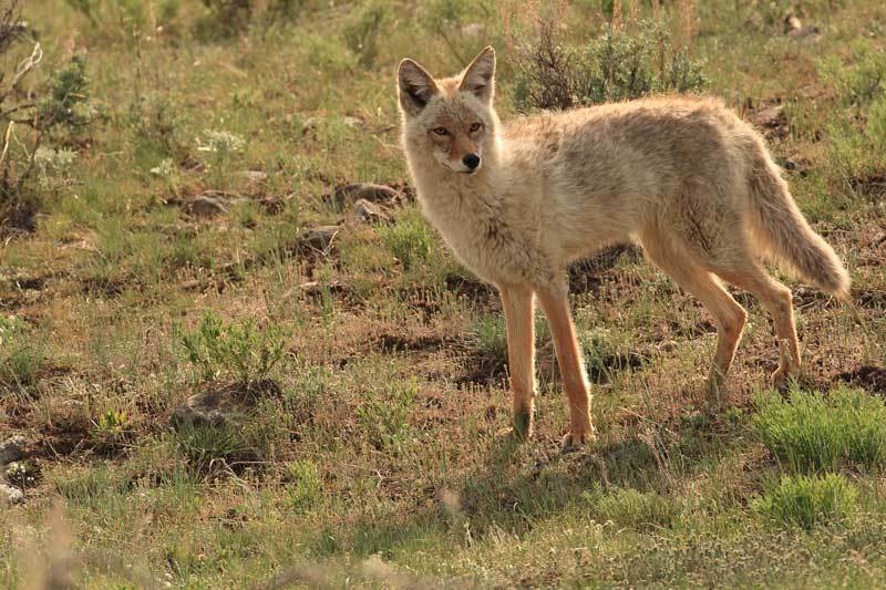 coyote_1.jpg