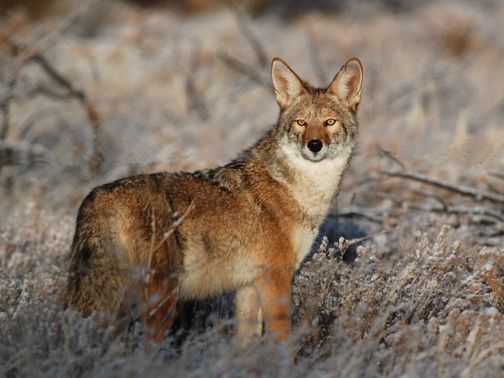 coyote_143.jpg