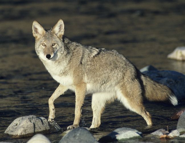 coyote_265.jpg